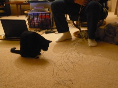 Slick the cat is helping