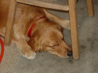 Sophie helping out to a point of exhaustion.