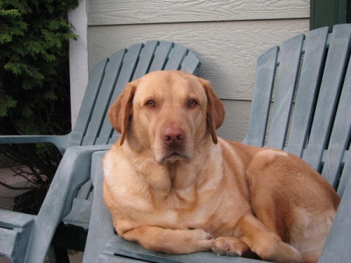 Boomer, one cool dog.