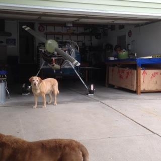 Boomer and Kellogg ready to greet the members.