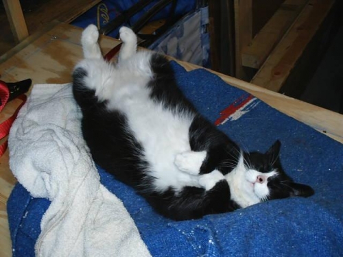 Shop cat inspects quailty of installation