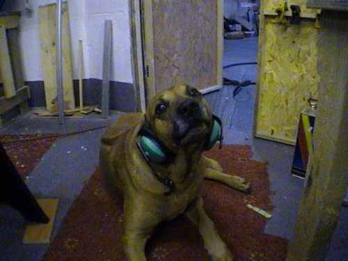 One of our ridgebacks often keeps me company in the evenings