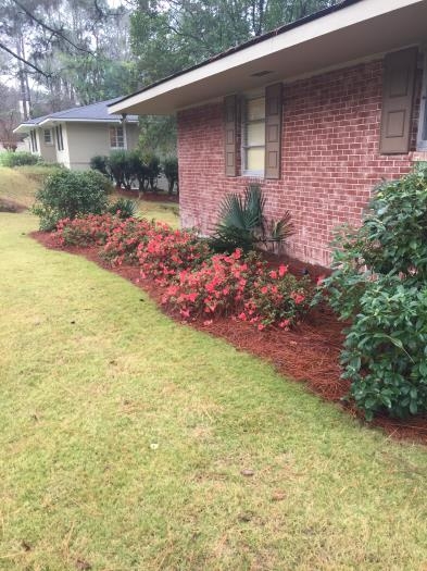 It's Dec 25, and Azaleas are in bloom