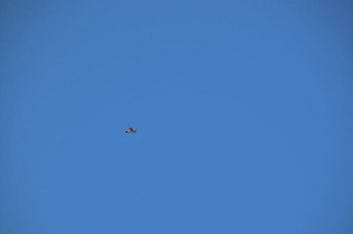 Test Flight - Flying Overhead