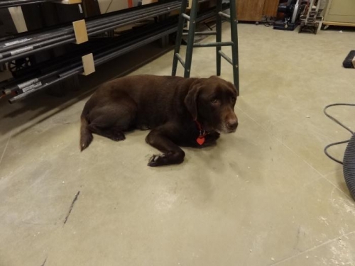 Building buddy Fresco. We adopted her when she was 9.