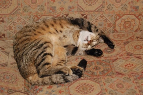 George the cat not helping with the plane.