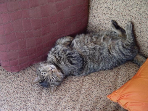 The late cuddles....