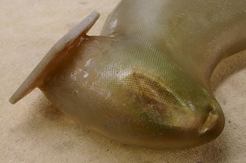 Alternator Impressions In Snorkel