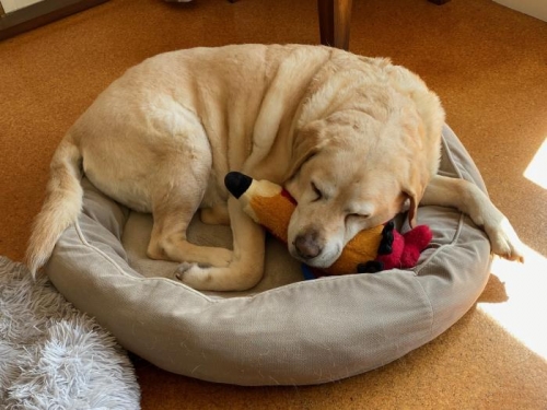 With her favourite toy