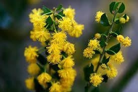 Erm. Wattle
