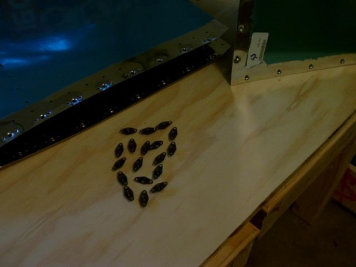 Forward Edge of Main Skin, Fwd Skin, and Nutplates