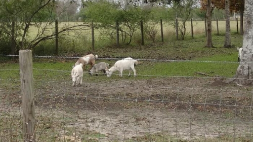 They have goats! [I love goats]