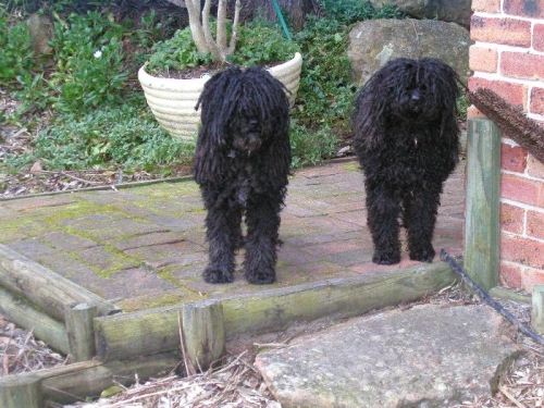 The two hardest workers in the airplane construction business Moglie and Ziggy, Hungarian Puli's