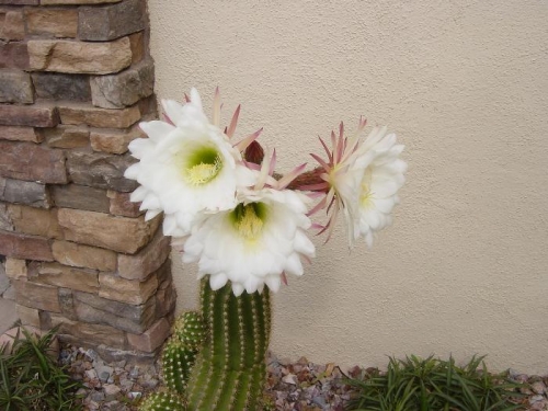 Arizona Cactus Flower