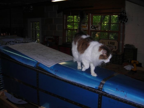 Cookie placing paw prints on the fuselage