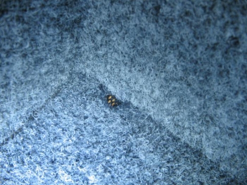 drain hole with carpet in situ