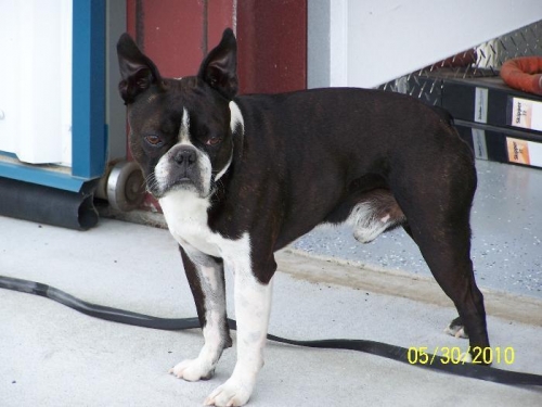 Davey on the lookout for JackRabbits