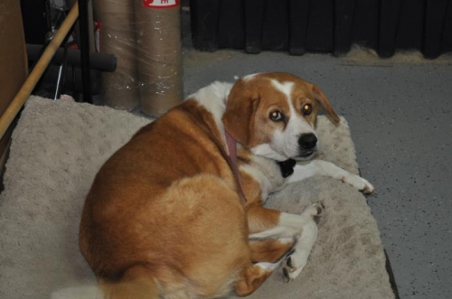 My building partner, Layla.  She just hangs out and doesn't even offer to pick up a tool and help.