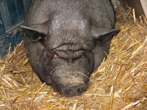 Violet could shed some lead.