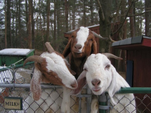 My kids all have horns.