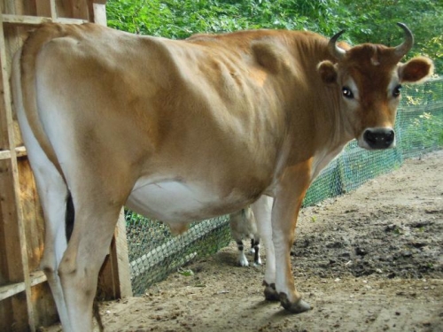 Norrrrman my big baby