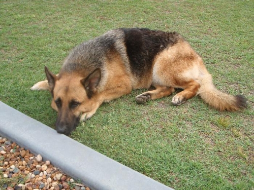 bored waiting for his walking partner to finish for the day