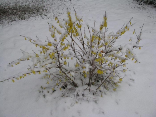 Snowy Forsythia