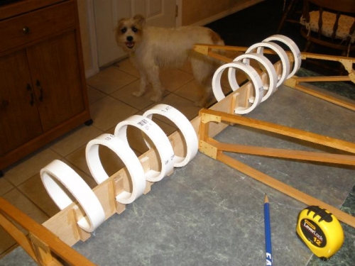 Even the dog is saying WTF?