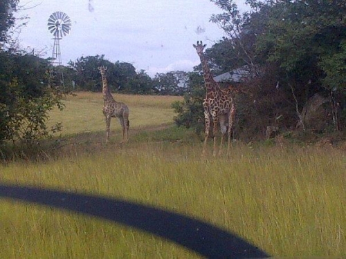 Makes a change from deer on the strip