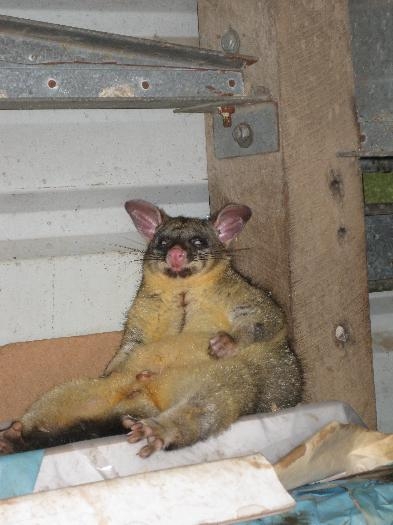 My mate up in the corner of my shed doesn't look too impressed or interested in my efforts.