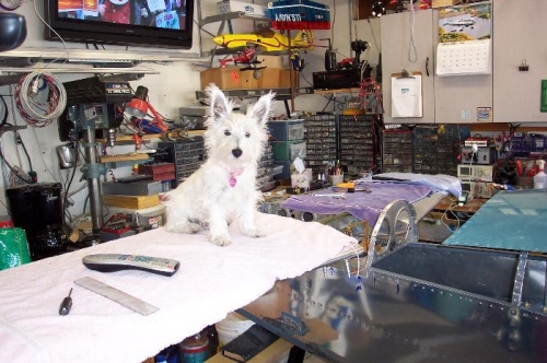 Molly sitting on the horz stab before removal.