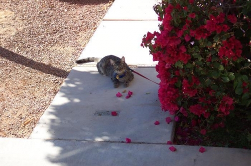 Cat on a lease out in front.  Beautiful day.